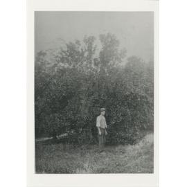 Andrew Jupp standing in front of his 'champion' orange tree in his Emperor Grove Nursery, Lane Cove Road, Ryde