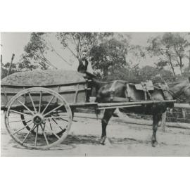 John Charles (Jack) Jupp with load of manure