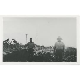 Vince and Joseph Mesiti standing beside a stack of celery on the family farm