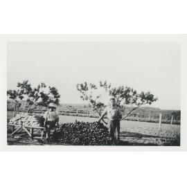 Vince Mesiti and unknown man standing by a stack of celery