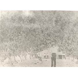 Michael Nancarrow in his trellised vineyard at 'Riverview', Ryde