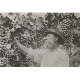 Michael Nancarrow in his trellised vineyard at 'Riverview', Ryde