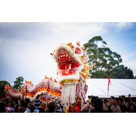 Chinese dragon performance, Lunar New Year Festival, 2024