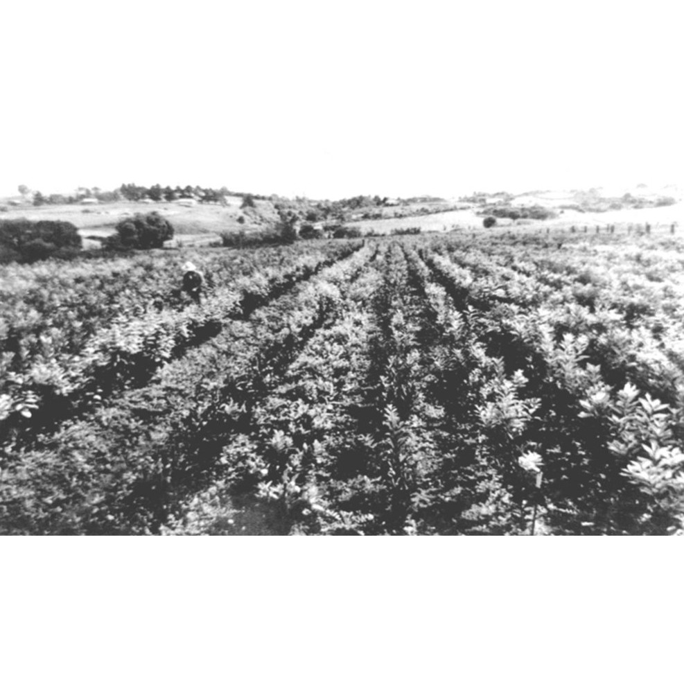 Chinese Market Gardeners in the City of Ryde