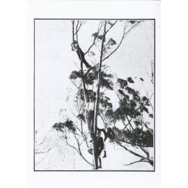 GPS students (in a tree) cheering their team in the annual "Head of the River" regatta on the Parramatta River, May 1926 