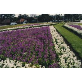 Flowerbeds at Ryde Civic Centre, August 2003