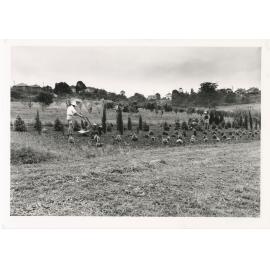 Horticulture farm at Ryde School of Horticulture, 1955