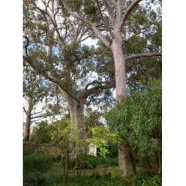 32 Keppel Road, Ryde: backyard