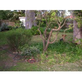 32 Keppel Road, Ryde: backyard