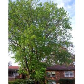 32 Keppel Road, Ryde: front of house