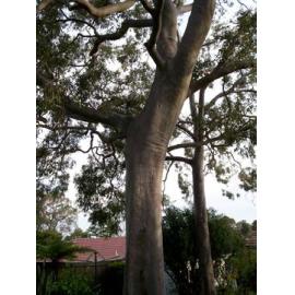32 Keppel Road, Ryde: gum tree