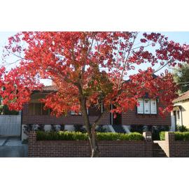 "Peronne", 9 Moss Street, West Ryde 