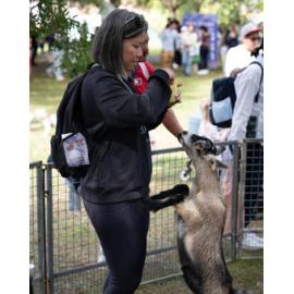 West Ryde Easter Festival – woman feeding the goat in the baby animal farmyard
