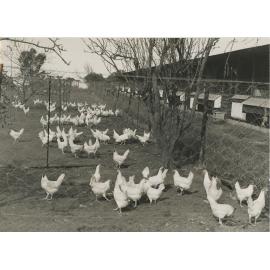 White leghorns on Dunbar Poultry Stud, Sobraon Road, Marsfield